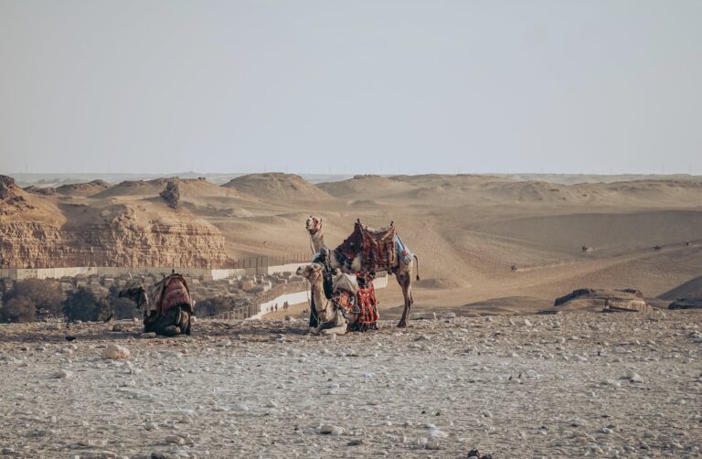 Full body cute camels in colorful saddles resting on sandy desert dunes during hot day
