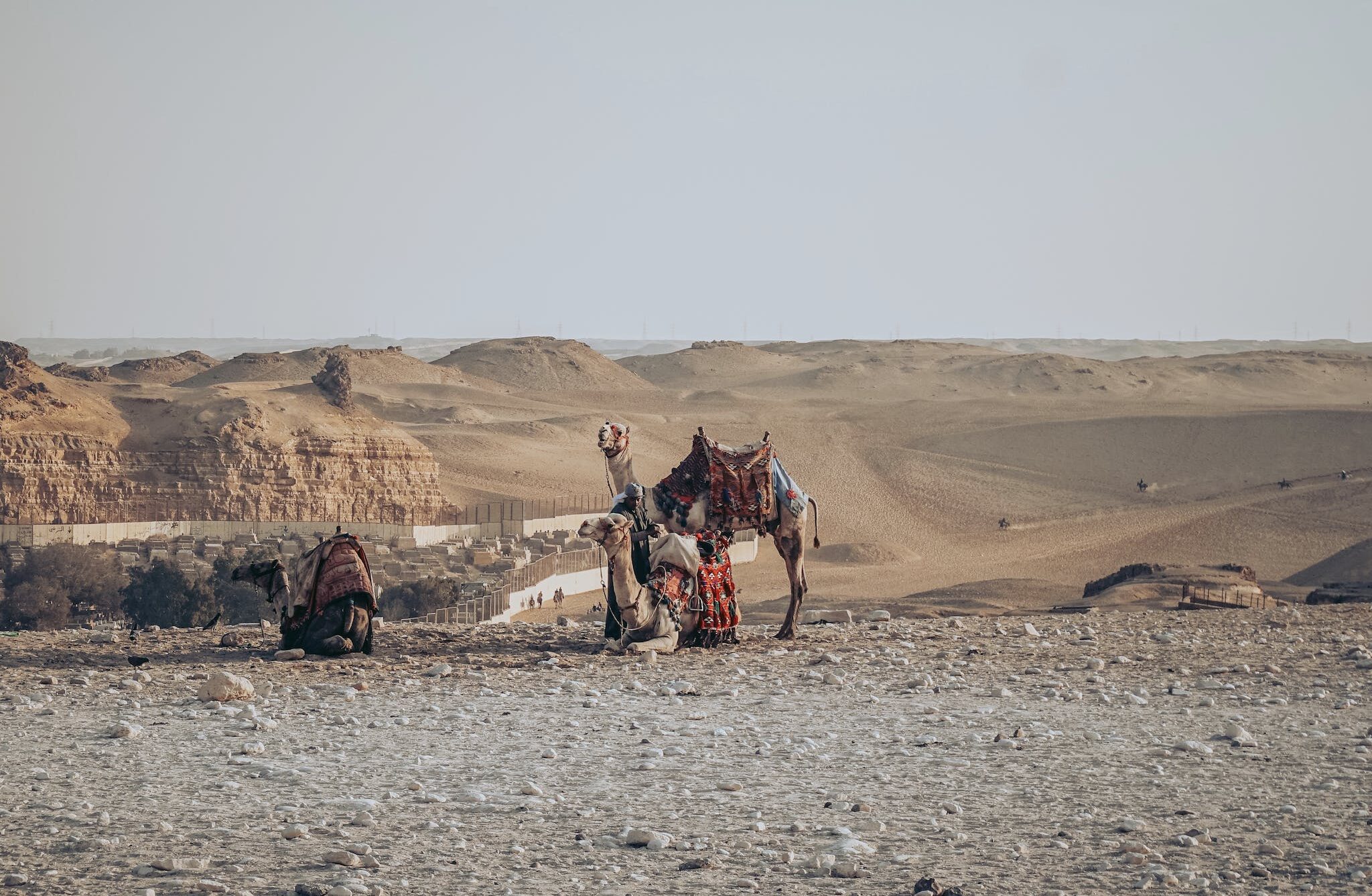 Full body cute camels in colorful saddles resting on sandy desert dunes during hot day