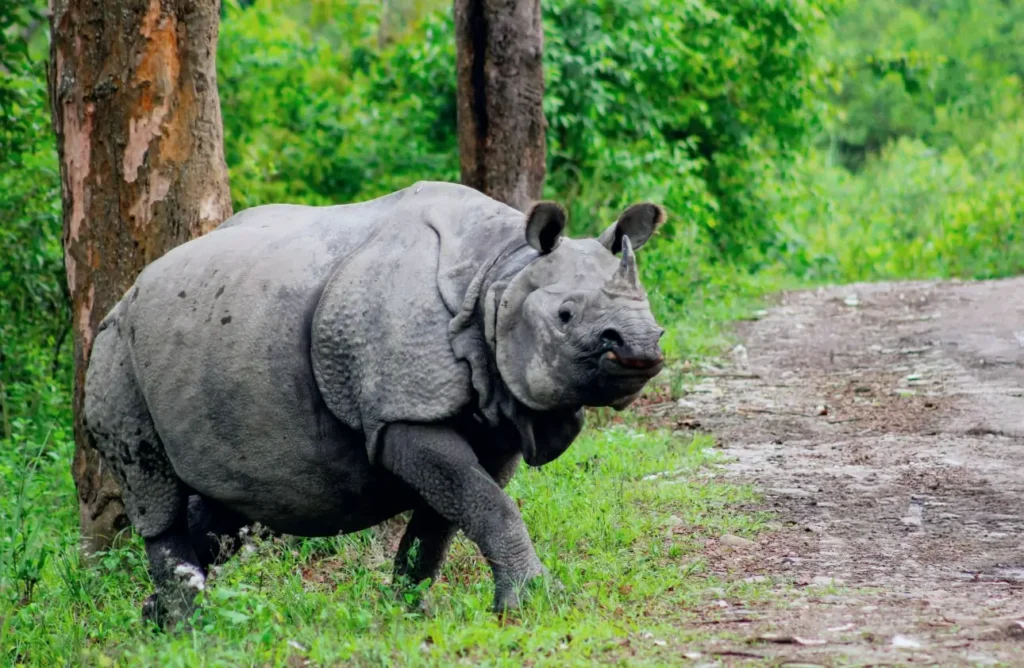 One horned Rhinoceros kaziranga national park