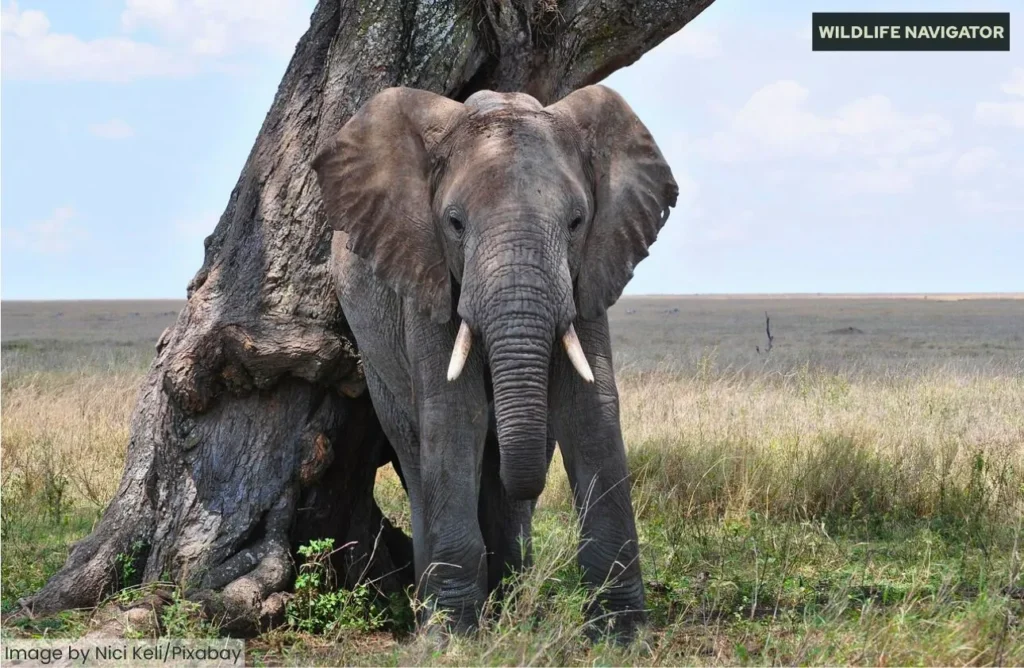African bush elephant standing next to a large tree trunk in the savanna grassland.