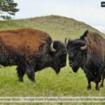 American Bison