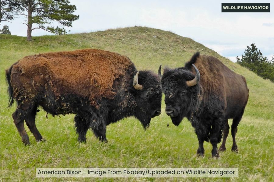 American Bison