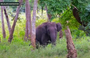 Project Elephant – India’s Initiative to Protect Its Gentle Giants ...