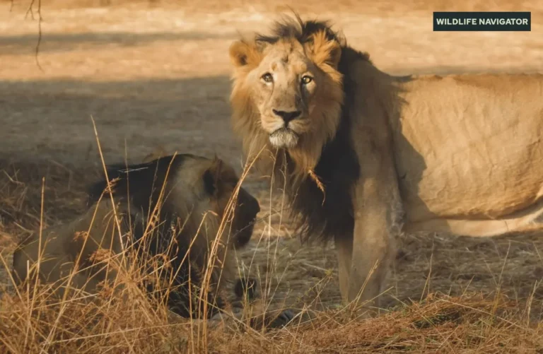 Asiatic Lion