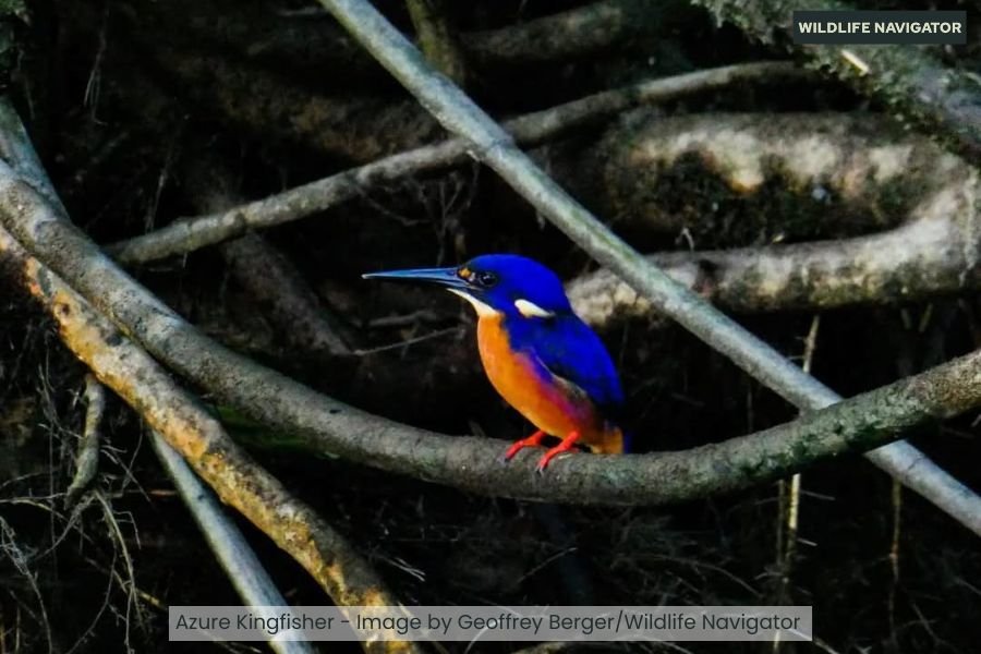 Azure Kingfisher