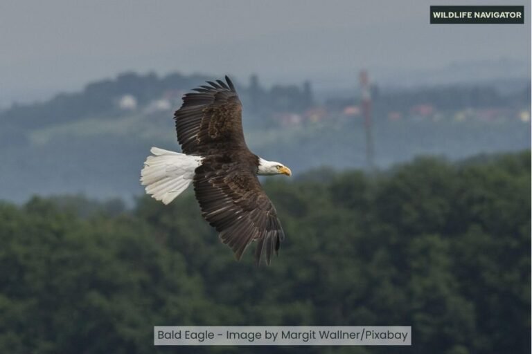 Bald Eagle: Facts, Habitat, Diet & Behaviour