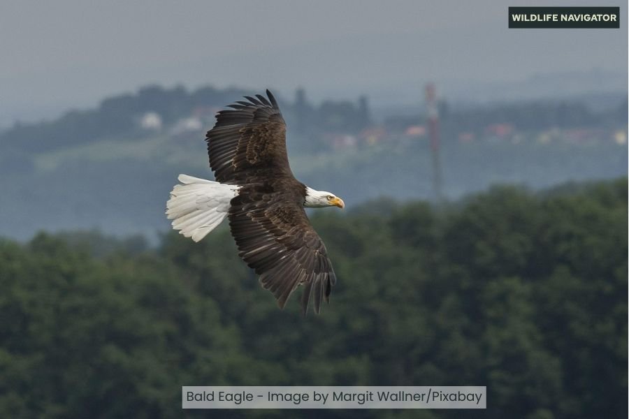 Bald Eagle