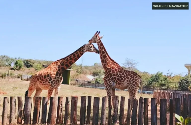 Bannerghatta National Park