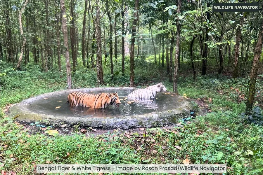 Bengal Tiger and White Tigress
