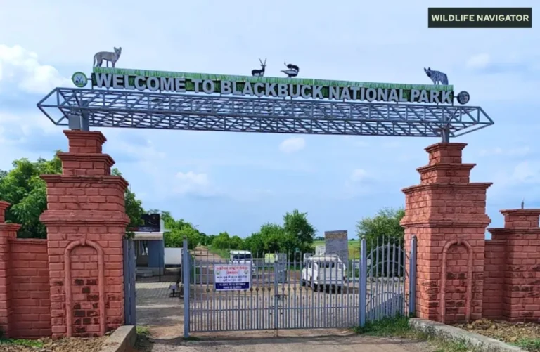 Blackbuck National Park