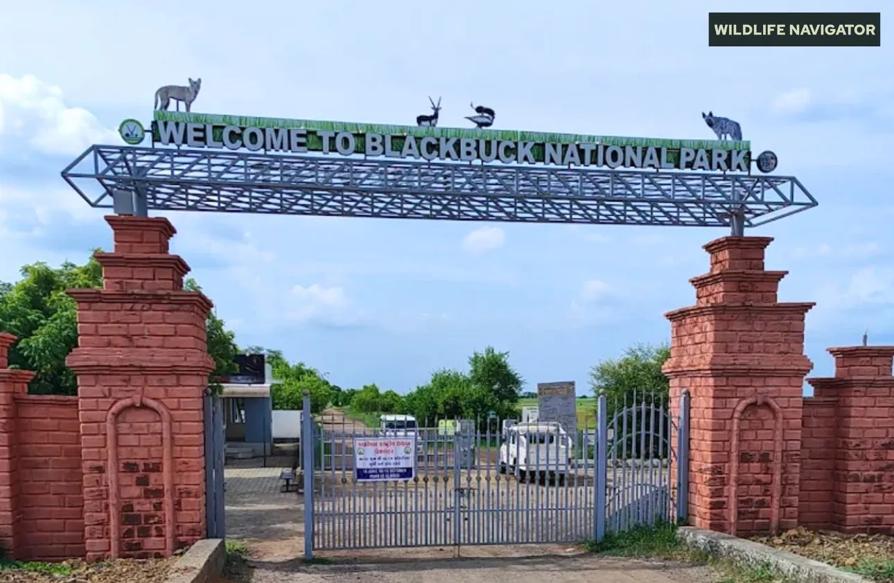 Blackbuck National Park