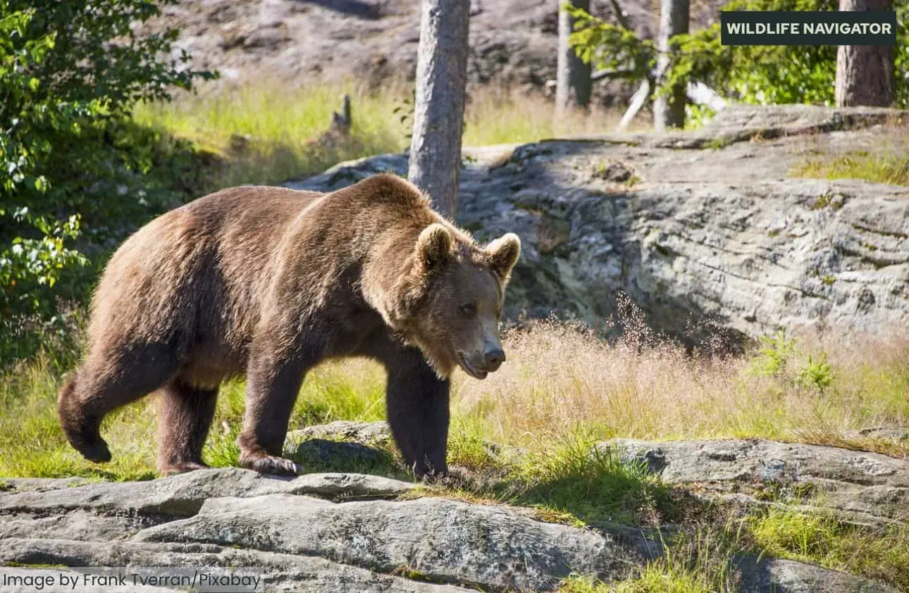 Brown Bear