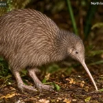 Brown Kiwi