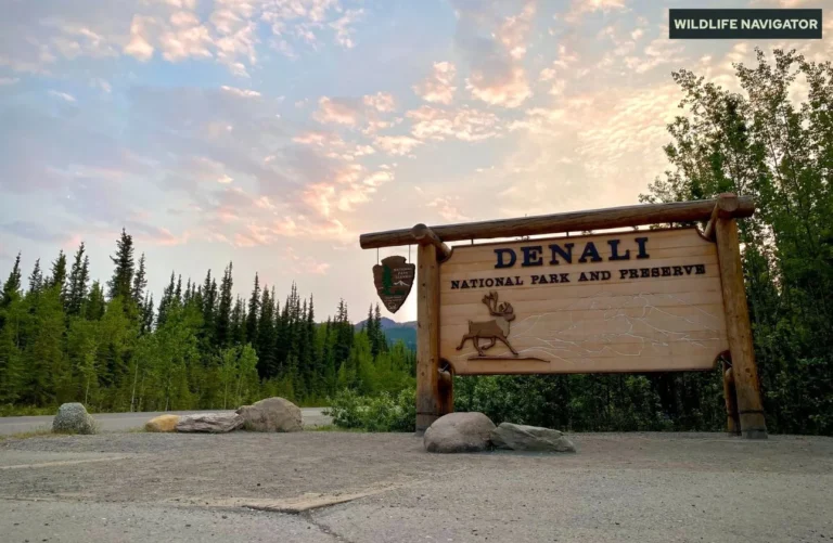Denali National Park And Preserve