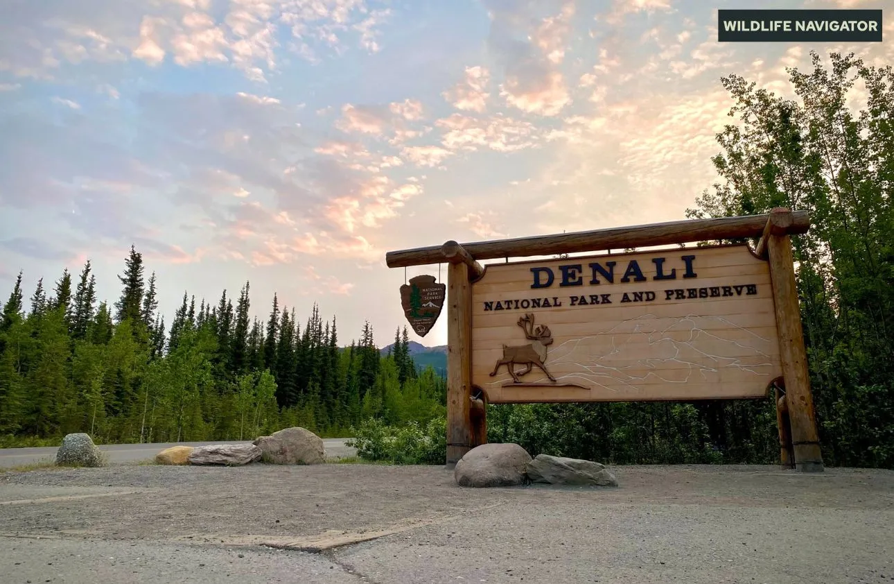 Denali National Park And Preserve