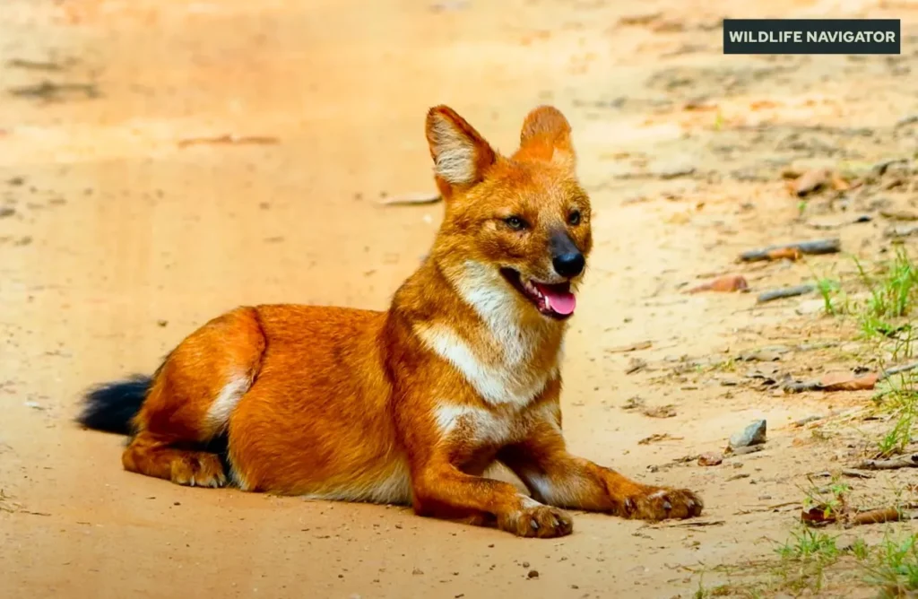 Dhole