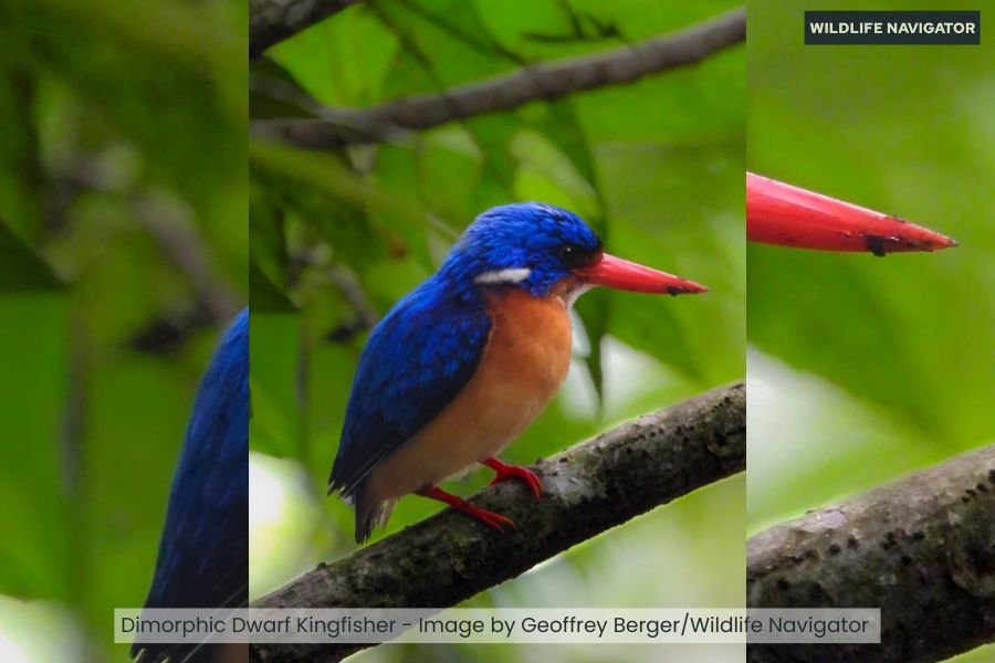 Dimorphic Dwarf Kingfisher
