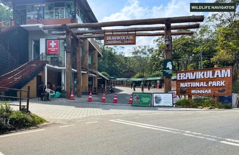 Eravikulam National Park