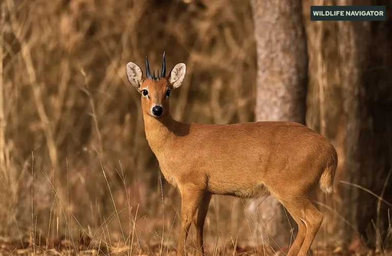 Four-Horned Antelope