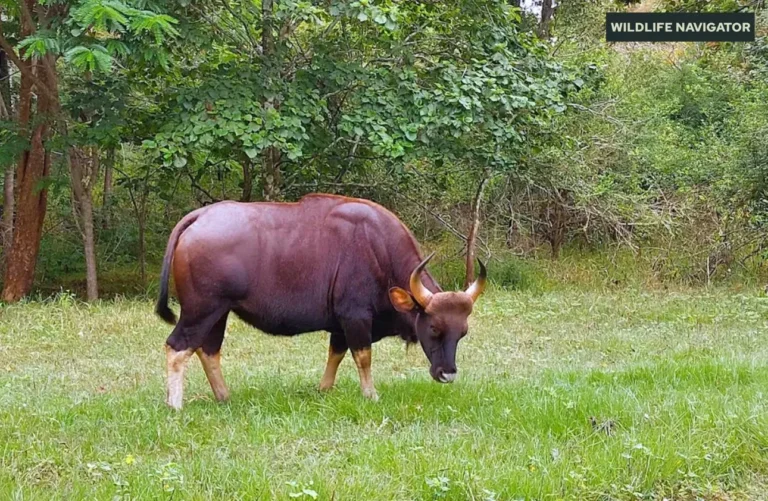 Indian Gaur
