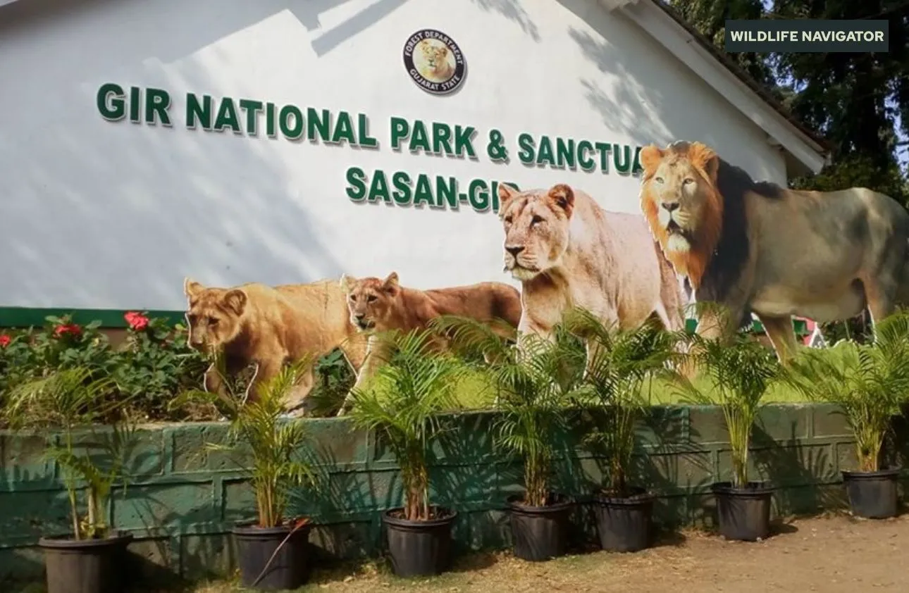 Gir National Park, Sasan Gir.