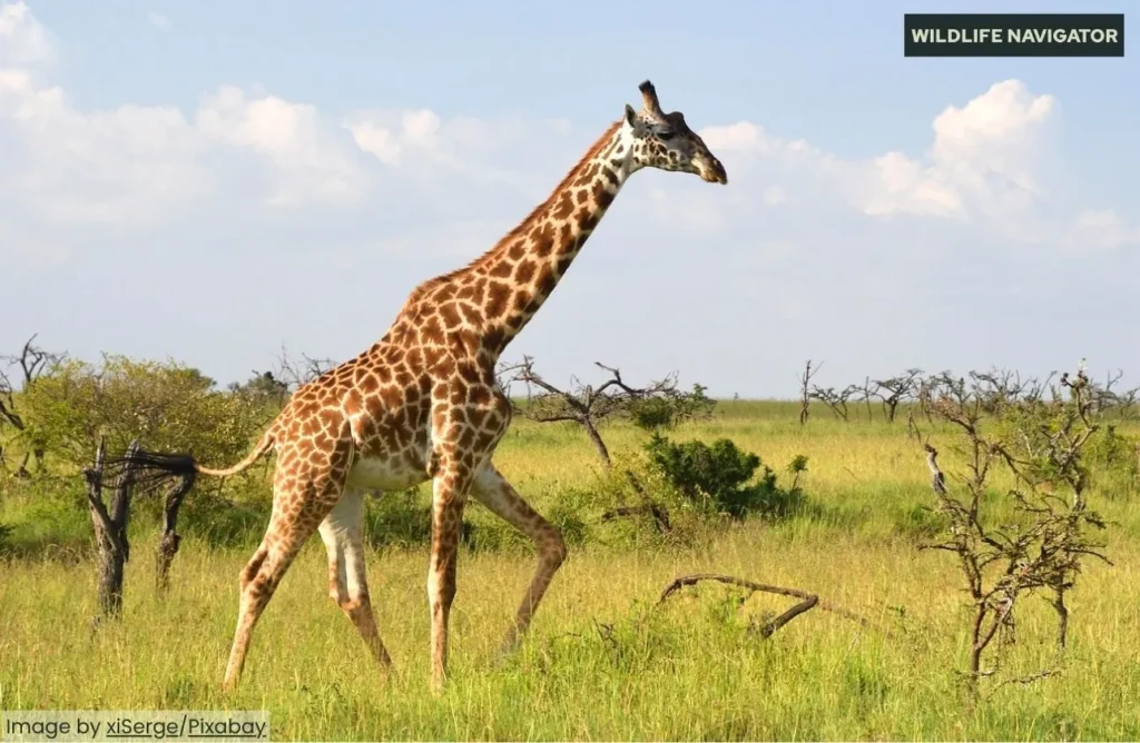Giraffe