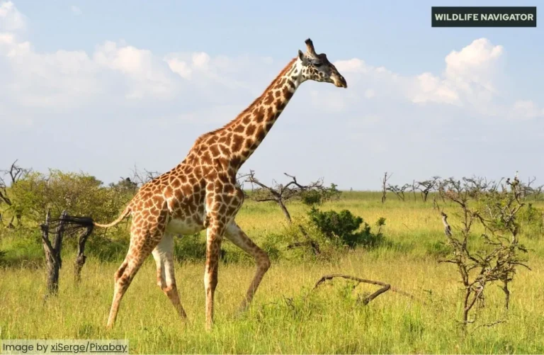 Giraffe – The Tallest Animal in the World | Facts, Habitat & Diet