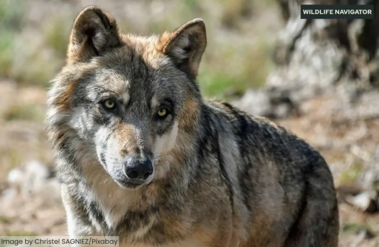 A gray wolf with golden-yellow eyes and dense fur looking forward
