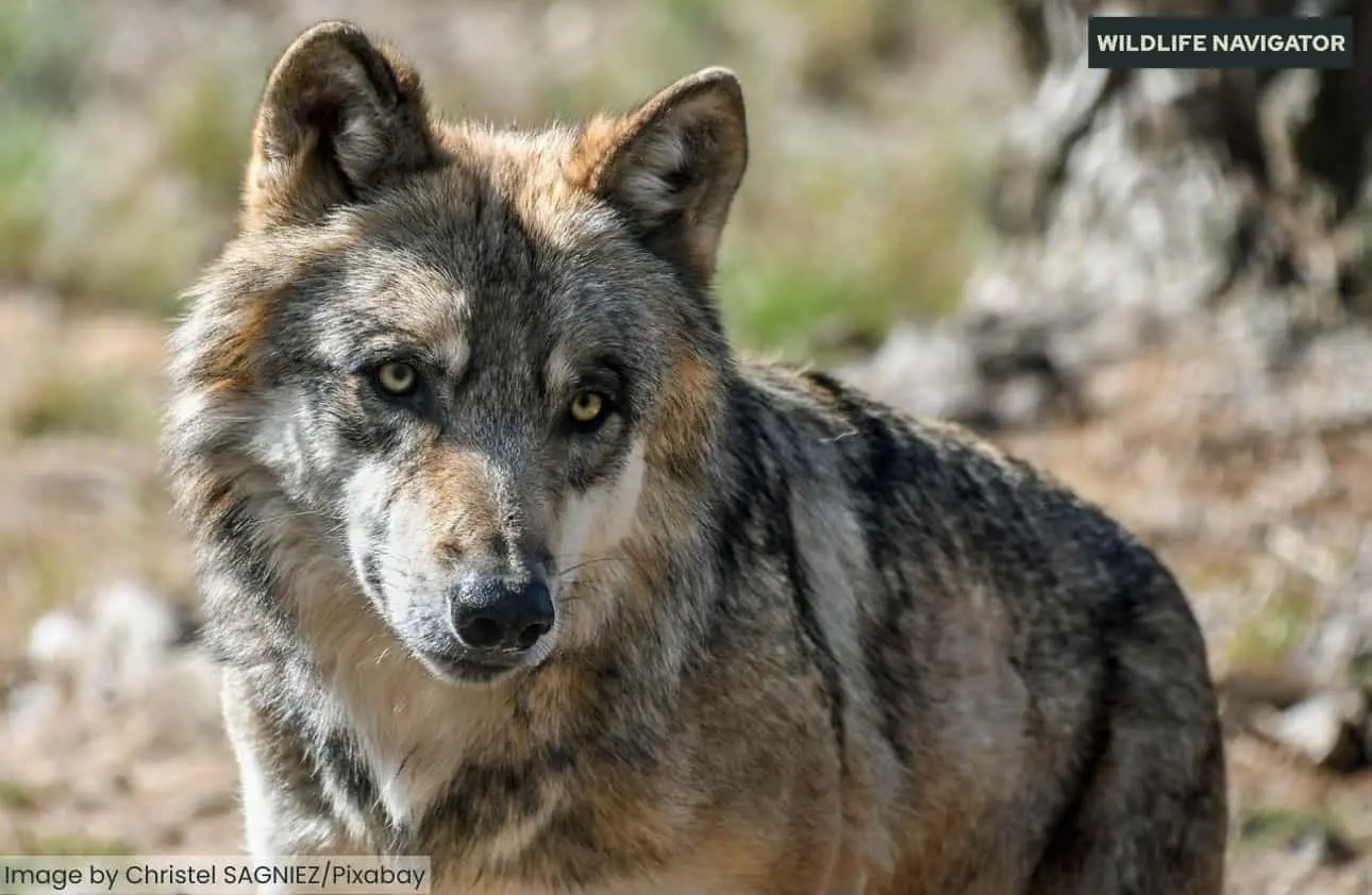A gray wolf with golden-yellow eyes and dense fur looking forward