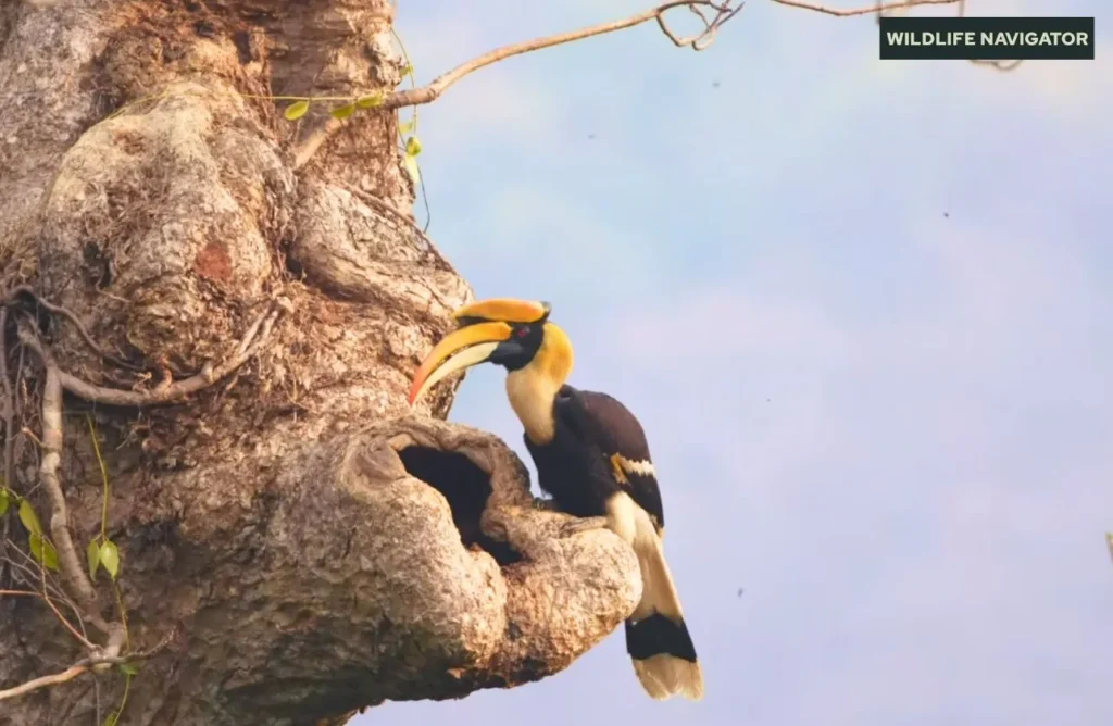 Great Hornbill