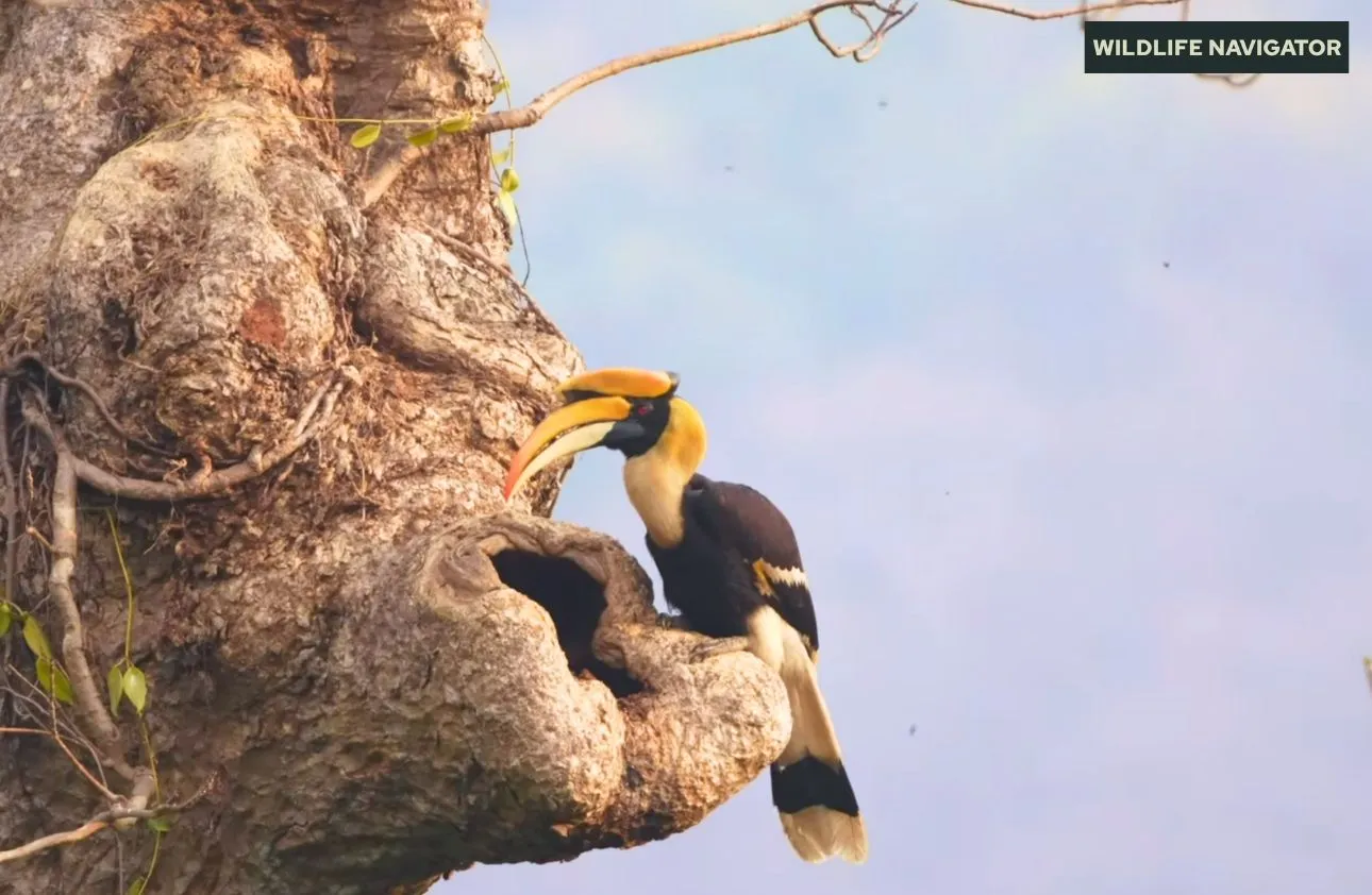 Great Hornbill