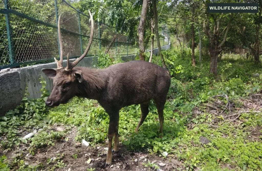 Guindy National Park