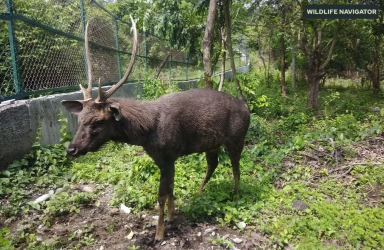 Guindy National Park
