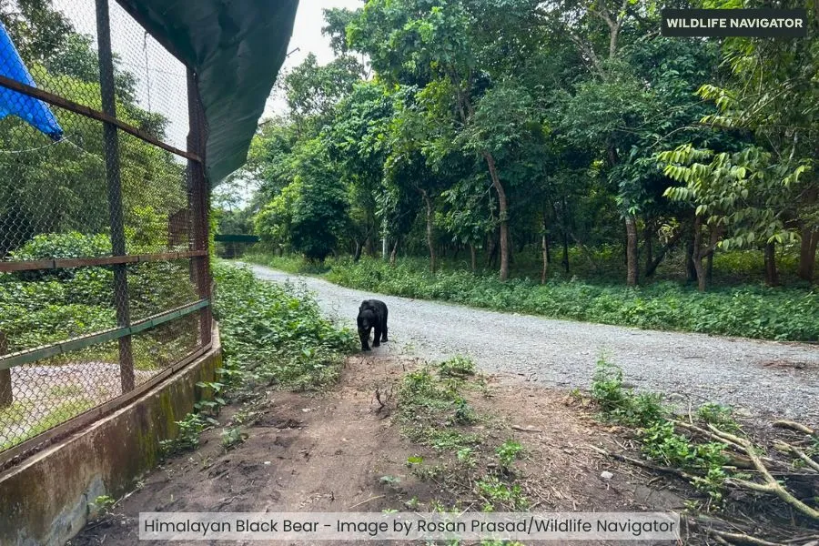 Himalayan Black Bear