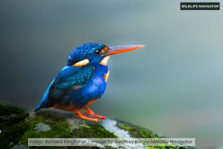Indigo Banded Kingfisher