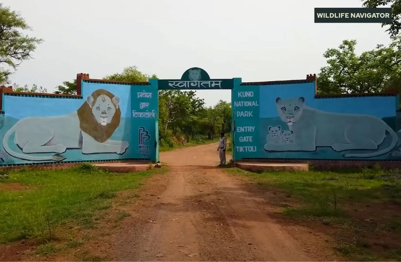 Kuno National Park, Madhya Pradesh