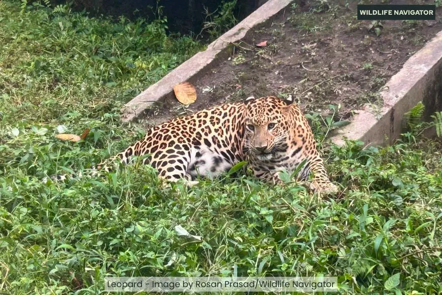 Leopard