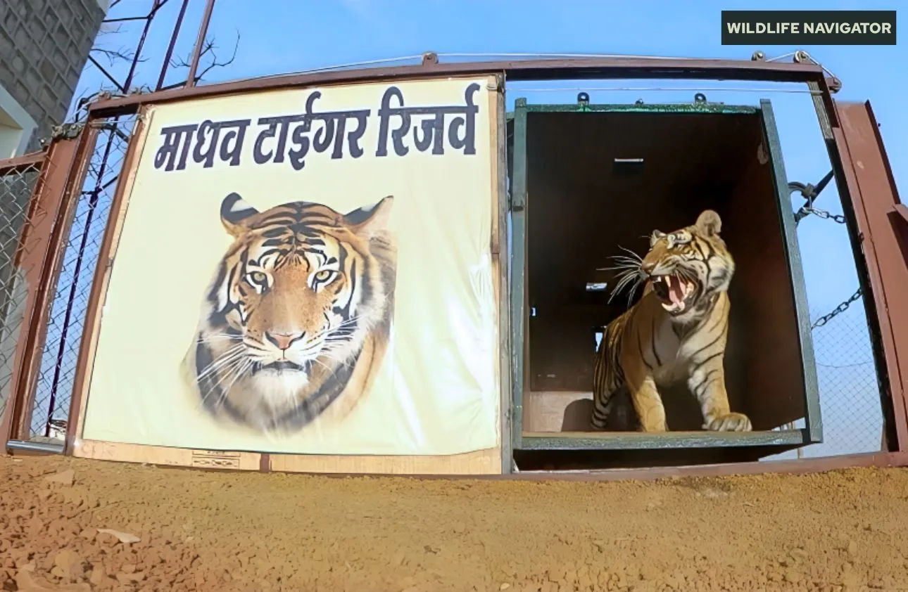 Madhav Tiger Reserve & National Park