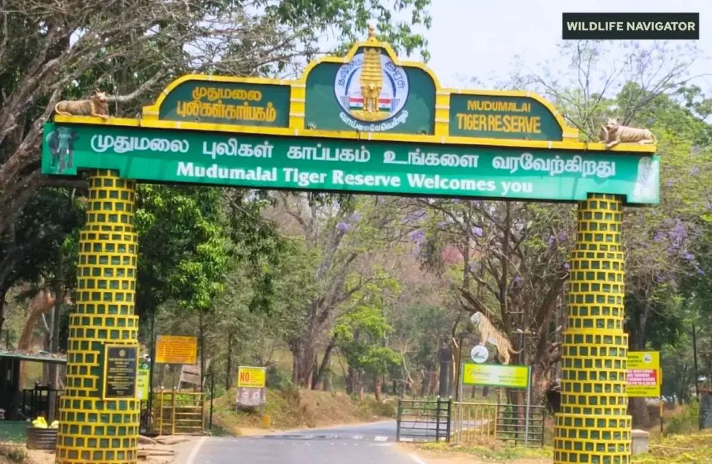 Madumalai Tiger Reserve and National Park