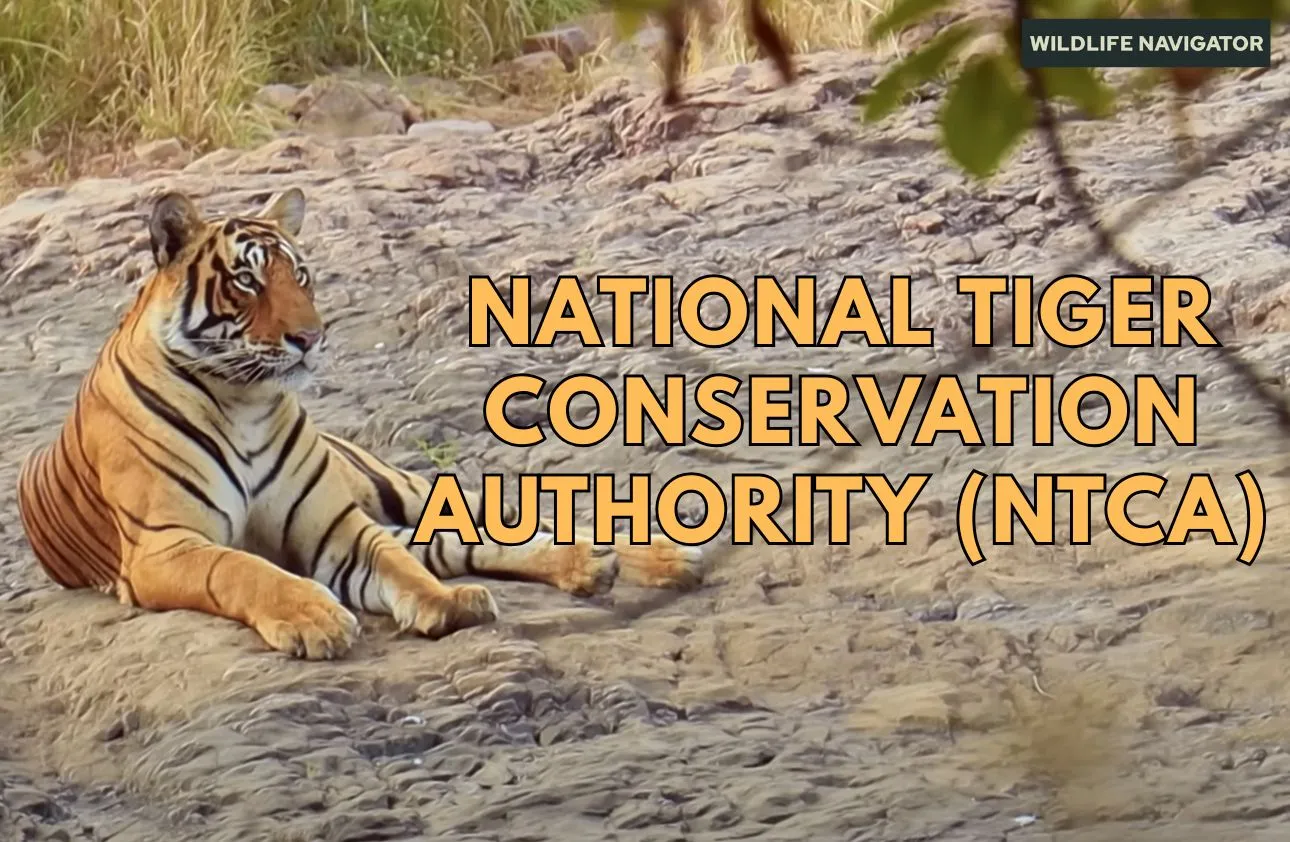 National Tiger Conservation Authority (NTCA)