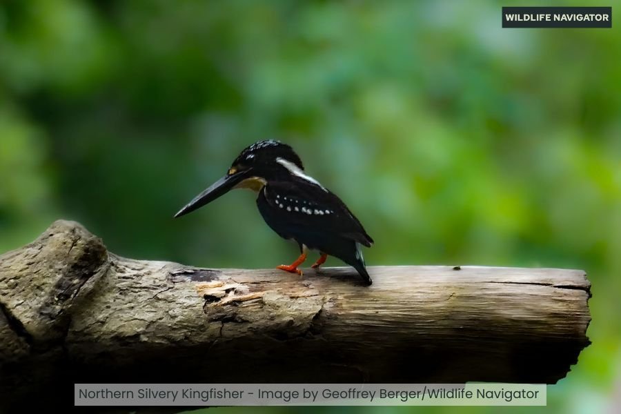 Northern Silvery Kingfisher