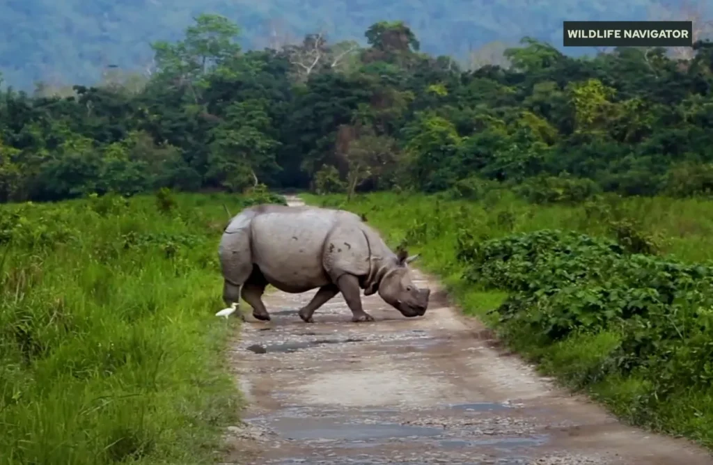 One Horned Rhinoceros