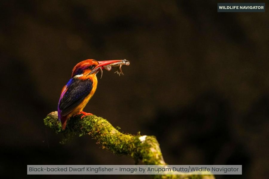 Oriental Dwarf Kingfisher