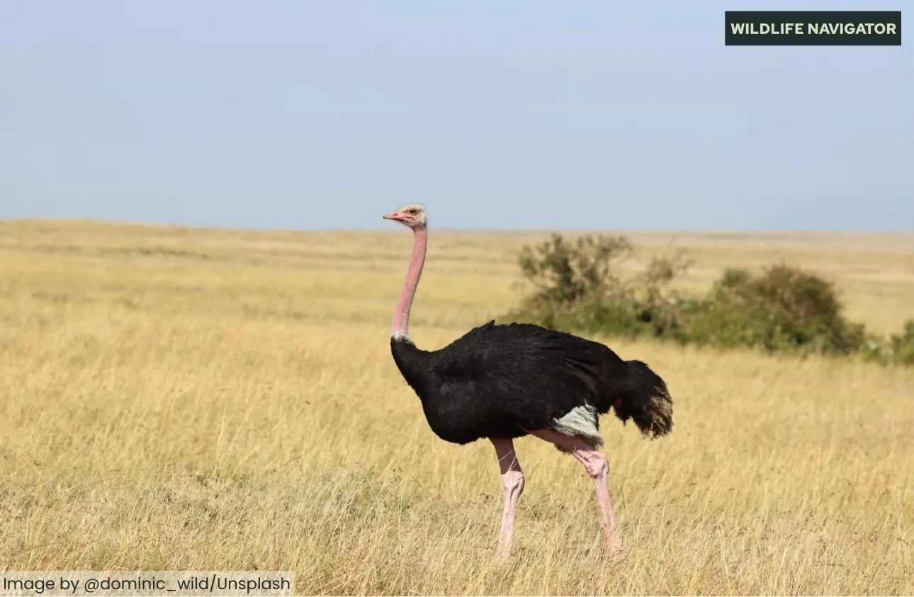 Male common ostrich standing in a dry savanna grassland under a clear blue sky.
