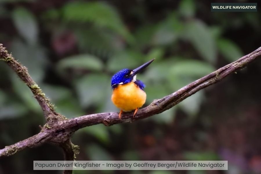Papuan Dwarf Kingfisher