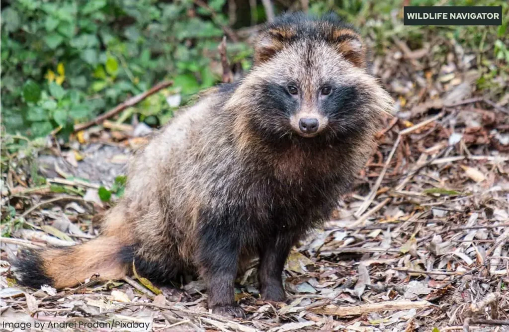 Fluffy raccoon dog with thick grayish fur and a black eye mask outdoors on dry leaf litter.
