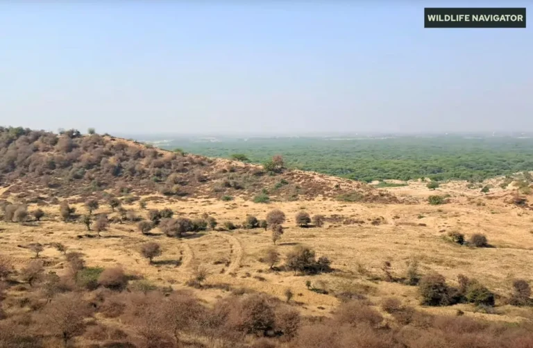 Ramgarh Vishdhari Tiger Reserve