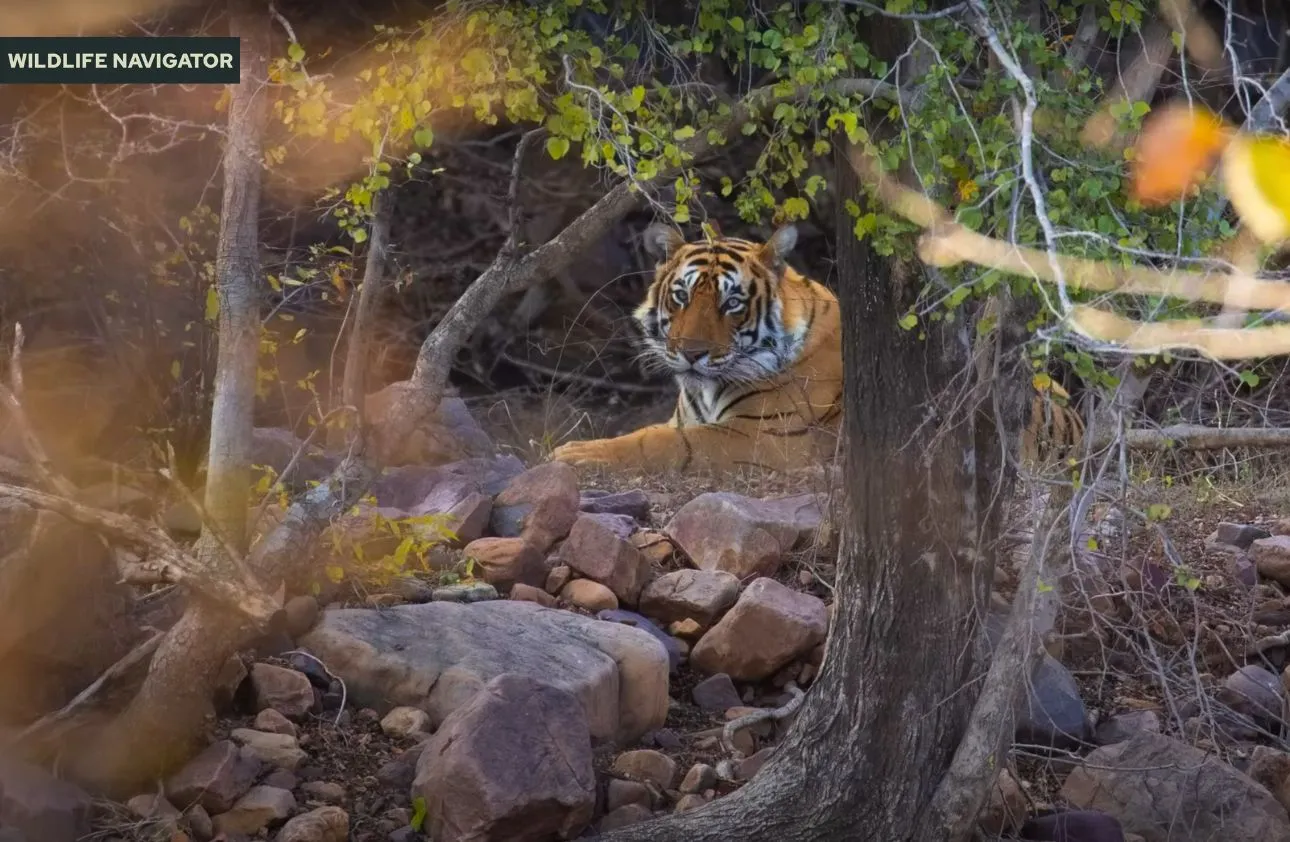 Ranthambore National Park