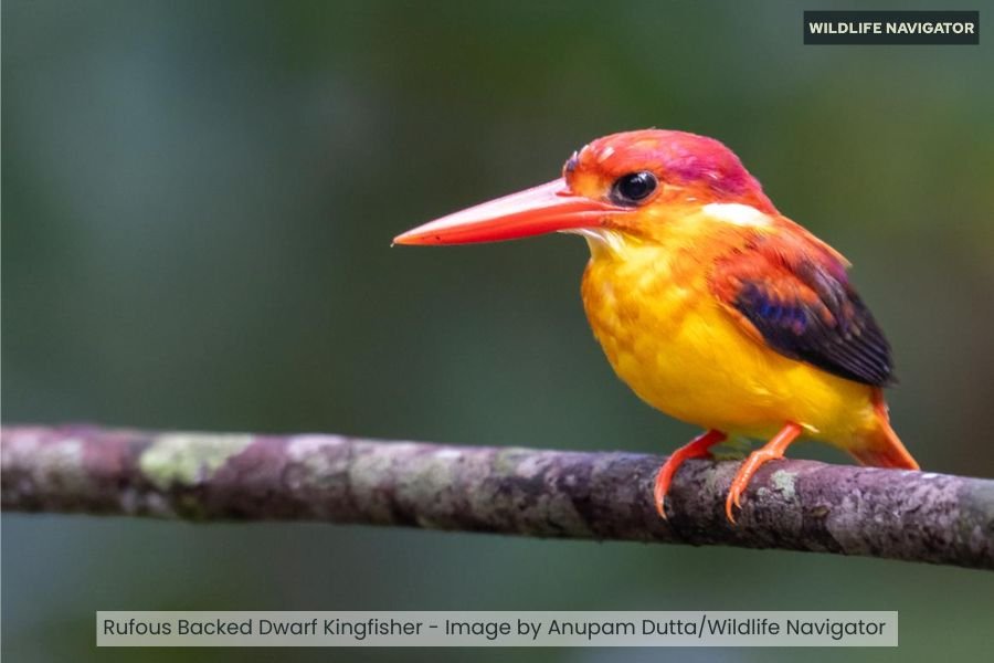 Rufous Backed Dwarf Kingfisher