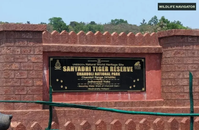 Sahyadri Tiger Reserve